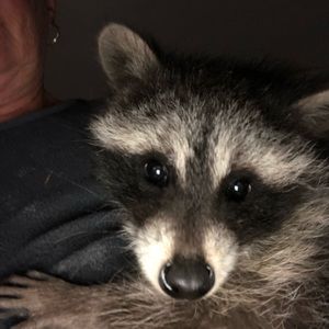 Meet your Posher, Joyce